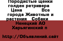 Породистые щенки голден ретривера › Цена ­ 25 000 - Все города Животные и растения » Собаки   . Ненецкий АО,Харьягинский п.